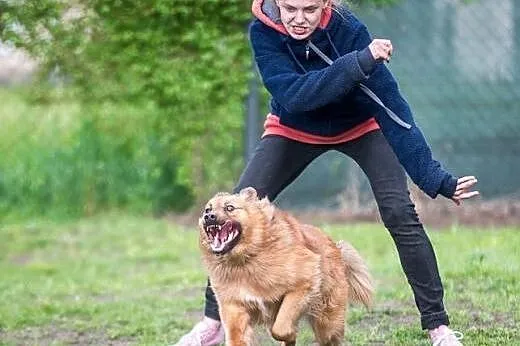 Bursztynek przyjaciel dla całej rodziny,  śląskie 