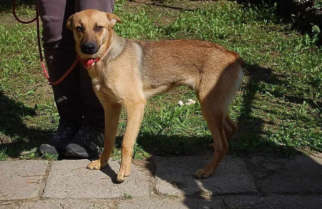 Młody psiak szuka kochającego i odpowiedzialnego domku na zawsze, Mazowieckie, Warszawa