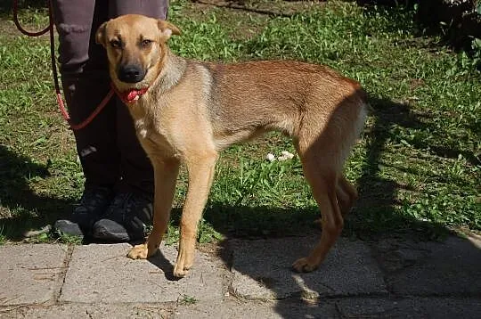 Młody psiak szuka kochającego i odpowiedzialnego domku na zawsze, Mazowieckie, Warszawa