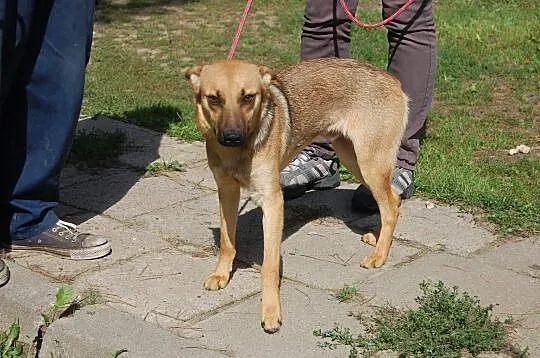 Młody psiak szuka kochającego i odpowiedzialnego domku na zawsze, Mazowieckie, Warszawa