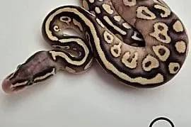 Pyton królewski Pastel Butter YB 100% het. Piebald  samica