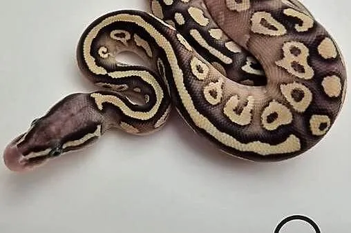 Pyton królewski Pastel Butter YB 100% het. Piebald  samica