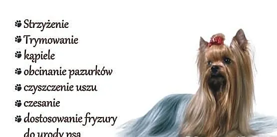 Strzyżenie Psów Ząbki