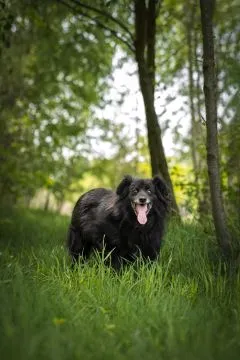Piękny Leopold, uratuj go zza krat!  Leopold ma ok 13 lat i jest średniej wielkości psem. Leopold je, , Warszawa