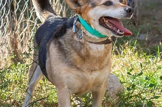 Rex, wesoły i towarzyski psiak do adopcji