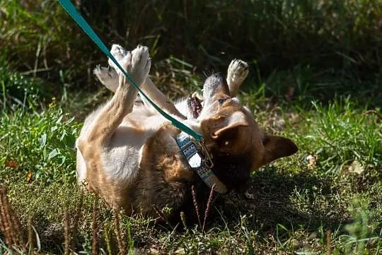 Rex, wesoły i towarzyski psiak do adopcji