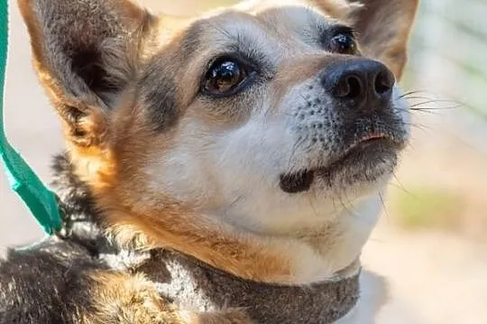 Rex, wesoły i towarzyski psiak do adopcji