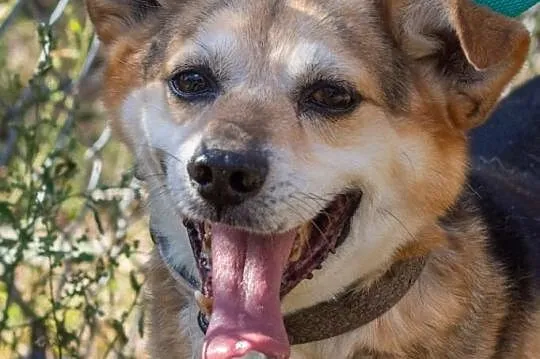 Rex, wesoły i towarzyski psiak do adopcji