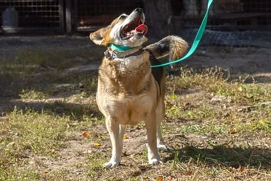 Rex, wesoły i towarzyski psiak do adopcji
