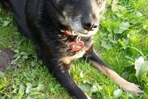Drobniutka Roma szuka domu,  dolnośląskie Jelenia 
