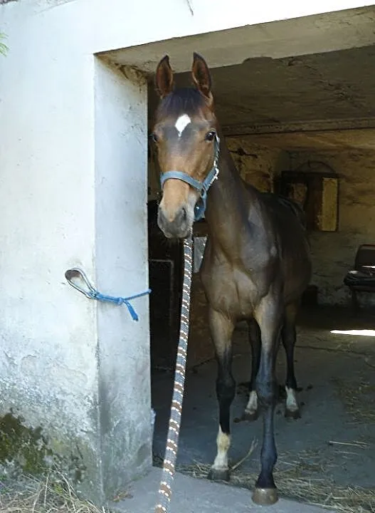 Roczny malowany ogierek, , Witkowo