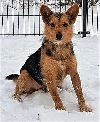 OLAF - kochany, niewielki psiak w typie terriera szuka domu!, mazowieckie Warszawa, Mazowieckie, Warszawa