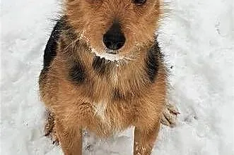 OLAF - kochany, niewielki psiak w typie terriera s, Warszawa