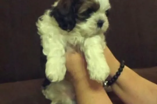 Shih Tzu - szczenięta