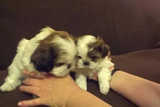 Shih Tzu - szczenięta