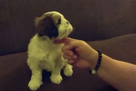 Shih Tzu - szczenięta