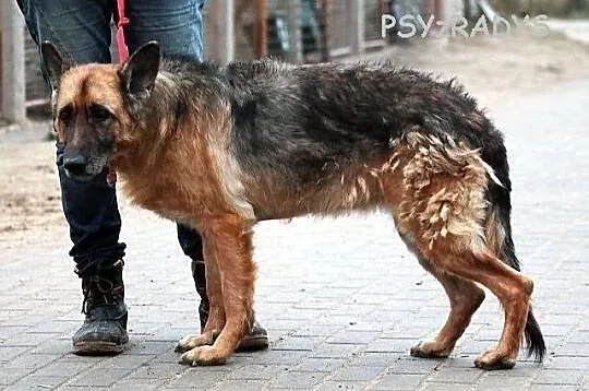 CARMEN - starość się Panu B. nie udała...