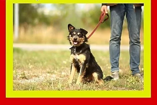 9kg,młody,przyjazny,towarzyski,wesoły,piesek ALFIK