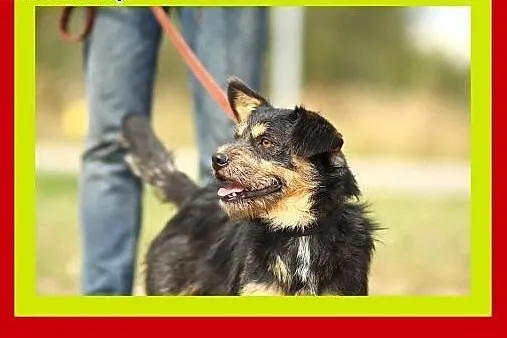 9kg,młody,przyjazny,towarzyski,wesoły,piesek ALFIK