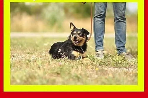 9kg,młody,przyjazny,towarzyski,wesoły,piesek ALFIK
