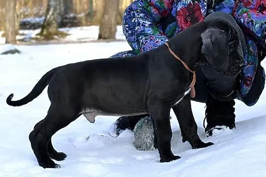 DOGI NIEMIECKIE wybitne czarne szczenięta