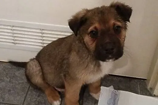 3 miesięczne szczeniaki szukają domu!,  mazowiecki