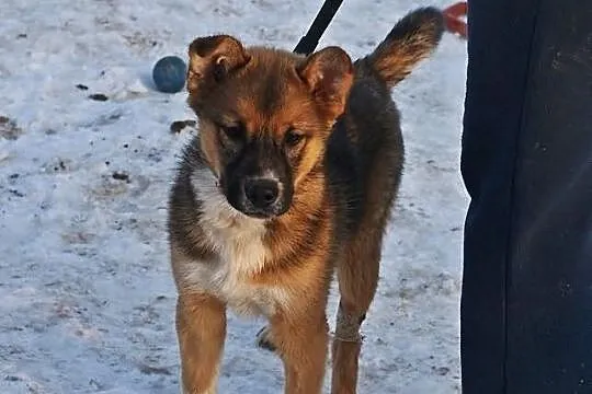 Romuś super szczeniak czeka na dom!