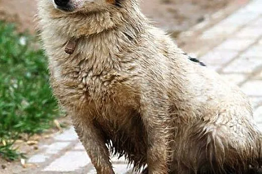 TYMEK młodziutki, łagodny piesek samotny w schroni