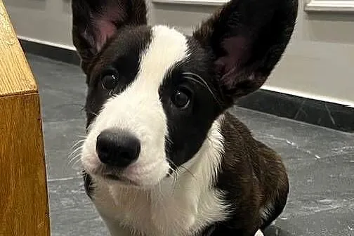 Suczka Welsh Corgi Cardigan: rodowód FCI