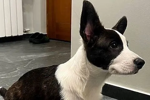 Suczka Welsh Corgi Cardigan: rodowód FCI, Łódzkie, Pabianice