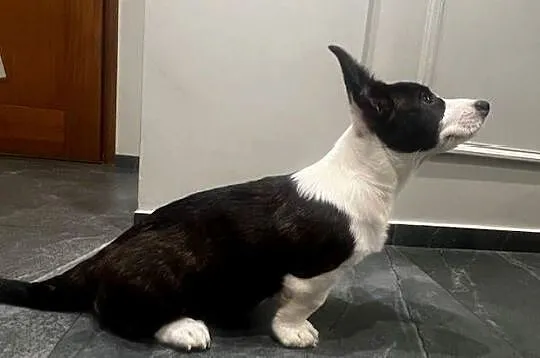 Suczka Welsh Corgi Cardigan: rodowód FCI, Łódzkie, Pabianice