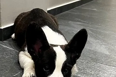 Suczka Welsh Corgi Cardigan: rodowód FCI, Łódzkie, Pabianice