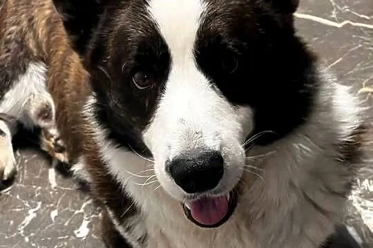 Suczka Welsh Corgi Cardigan: rodowód FCI, Łódzkie, Pabianice