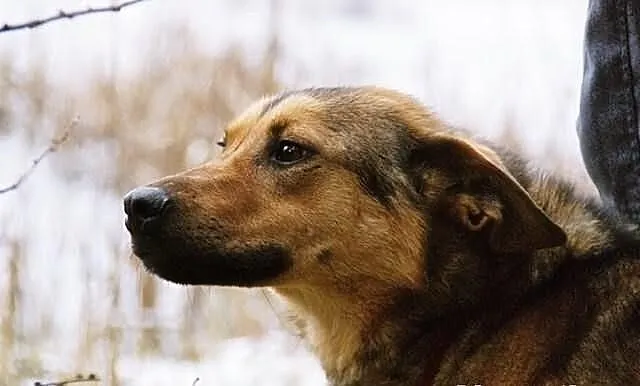 Dora spędza swą młodość w schronisku- daj Jej dom