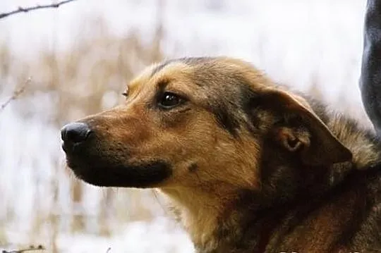Dora spędza swą młodość w schronisku- daj Jej dom