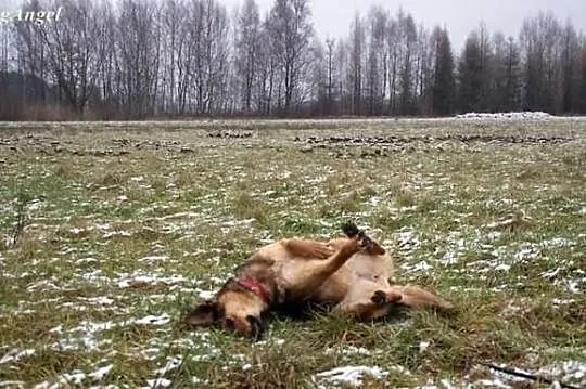 Dora spędza swą młodość w schronisku- daj Jej dom