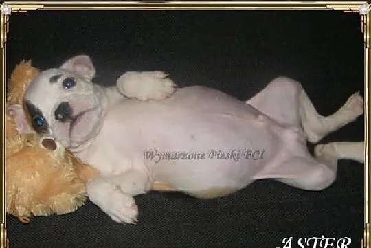 ASTER Piesek buldoga angielskiego ZKwP (FCI) - WOL