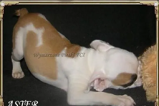 ASTER Piesek buldoga angielskiego ZKwP (FCI) - WOL
