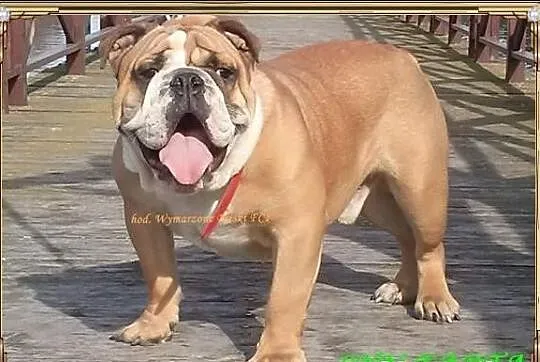 ASTER Piesek buldoga angielskiego ZKwP (FCI) - WOL