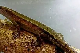 mabuya multifasciata