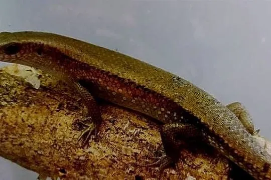 mabuya multifasciata, Małopolskie, Kraków