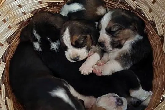 Piesek suczka rasy beagle piękne szczeniaki