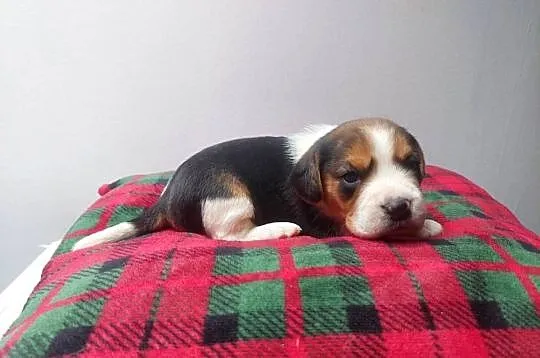 Piesek suczka rasy beagle piękne szczeniaki, Podkarpackie, Sanok