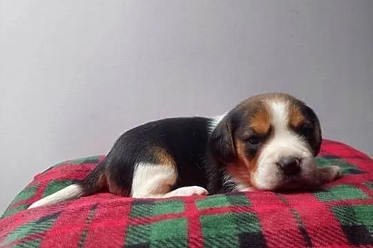 Piesek suczka rasy beagle piękne szczeniaki, Podkarpackie, Sanok