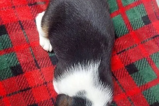 Piesek suczka rasy beagle piękne szczeniaki, Podkarpackie, Sanok