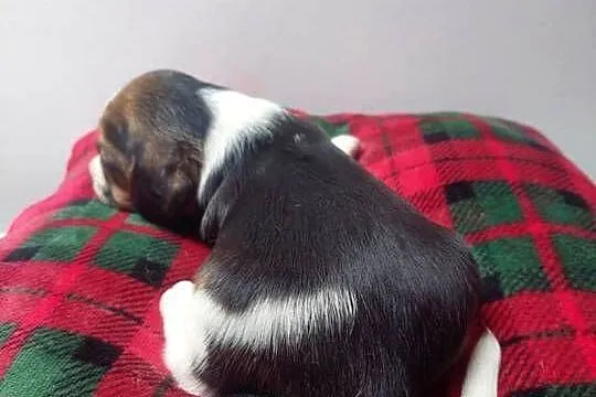 Piesek suczka rasy beagle piękne szczeniaki, Podkarpackie, Sanok