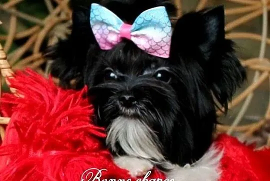 Yorkshire terrier Black -white lalunia