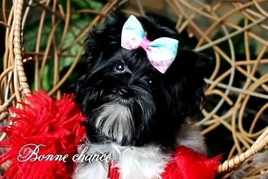 Yorkshire terrier Black -white lalunia, Podlaskie, Suwałki