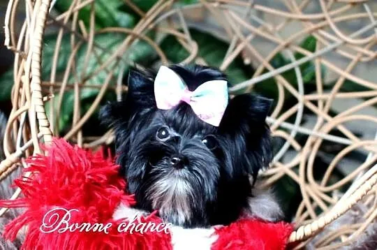 Yorkshire terrier Black -white lalunia, Podlaskie, Suwałki