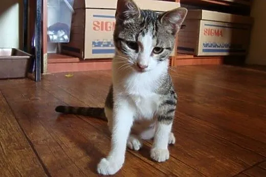 4-miesięczna kotka do adopcji,  lubelskie Lublin